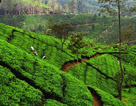 Sri Lanka EARTH Tea